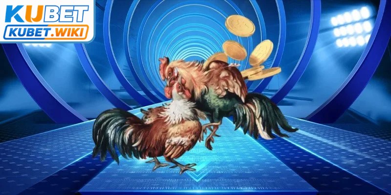 Đá gà mở ra vô vàn cơ hội thử sức bằng hàng loạt hình thức